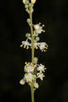 Florida beargrass